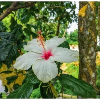 White Hibiscus Flower